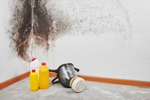 Best Best Mold Removal Companies  in Newk, AR