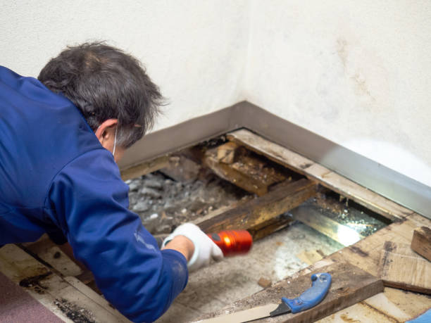 Best Mold Removal Company Near Me  in Newk, AR