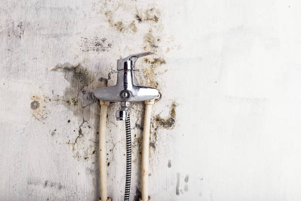 Best Emergency Mold Removal  in Newk, AR