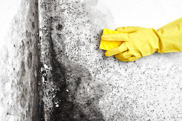 Best Toxic Mold Removal  in Newk, AR