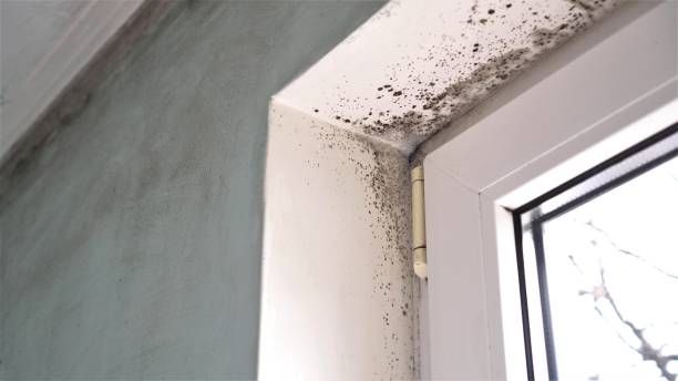 Best Professional Mold Removal  in Newk, AR