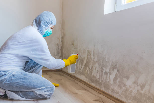 Best Attic Mold Removal  in Newk, AR