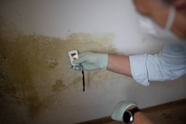 Best Best Mold Removal Companies  in Newk, AR